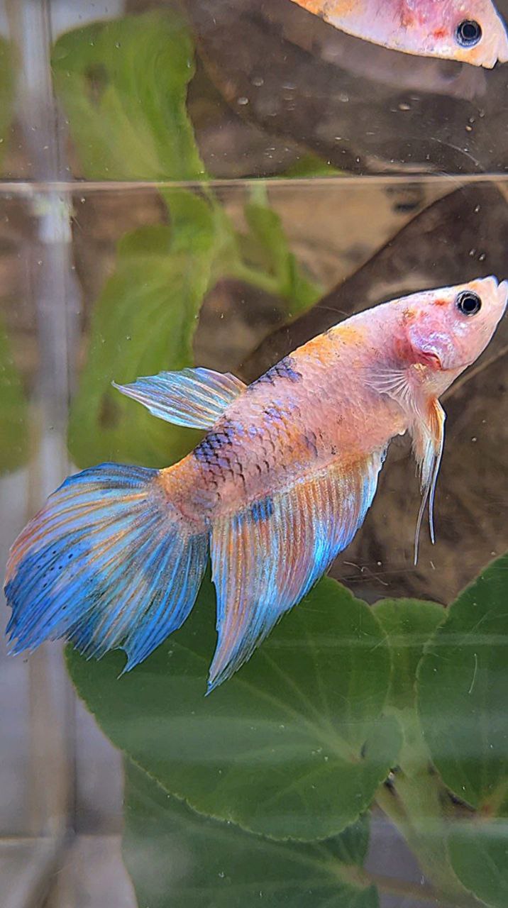 FEMALE VEILTAIL KOI YELLOW BLUE MULTICOLOR BETTA FISH