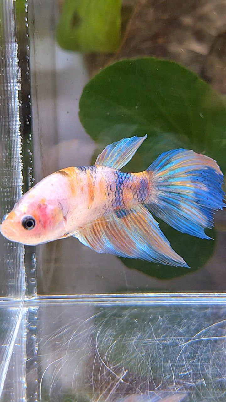 FEMALE VEILTAIL KOI YELLOW BLUE MULTICOLOR BETTA FISH