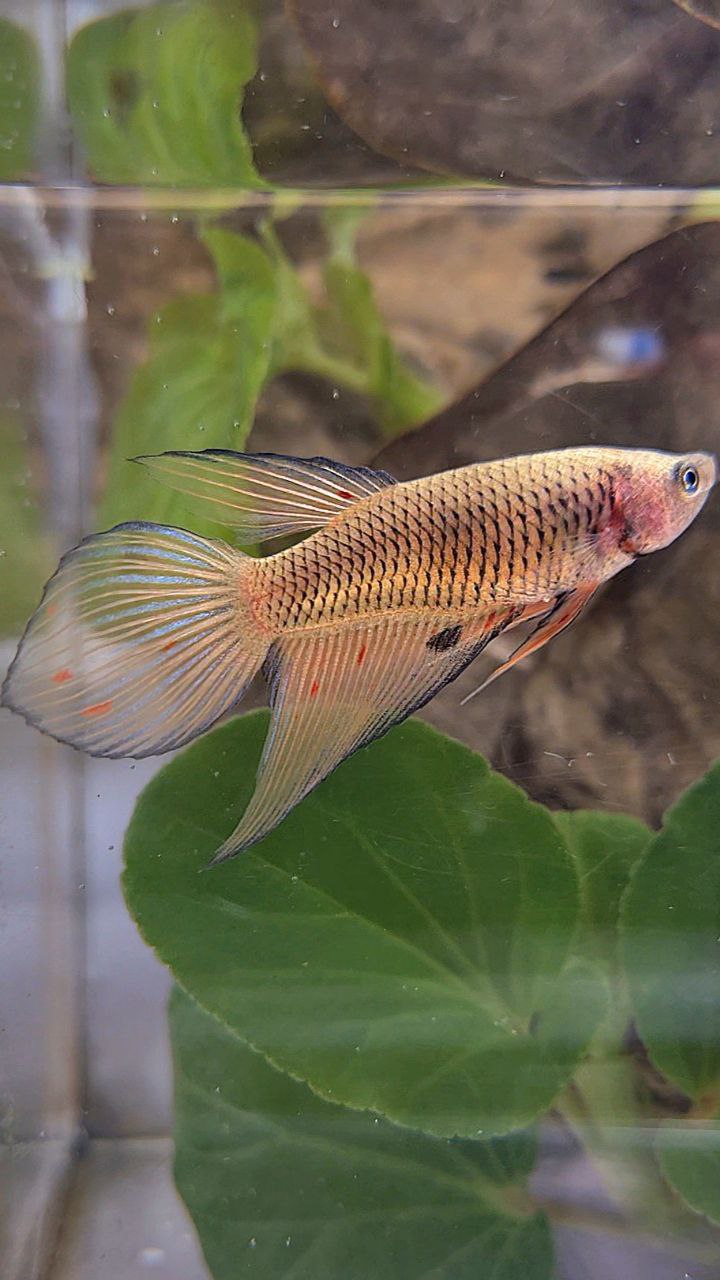 FEMALE VEILTAIL ARMAGEDDON DARK ORANGE PINEAPPLE BETTA FISH