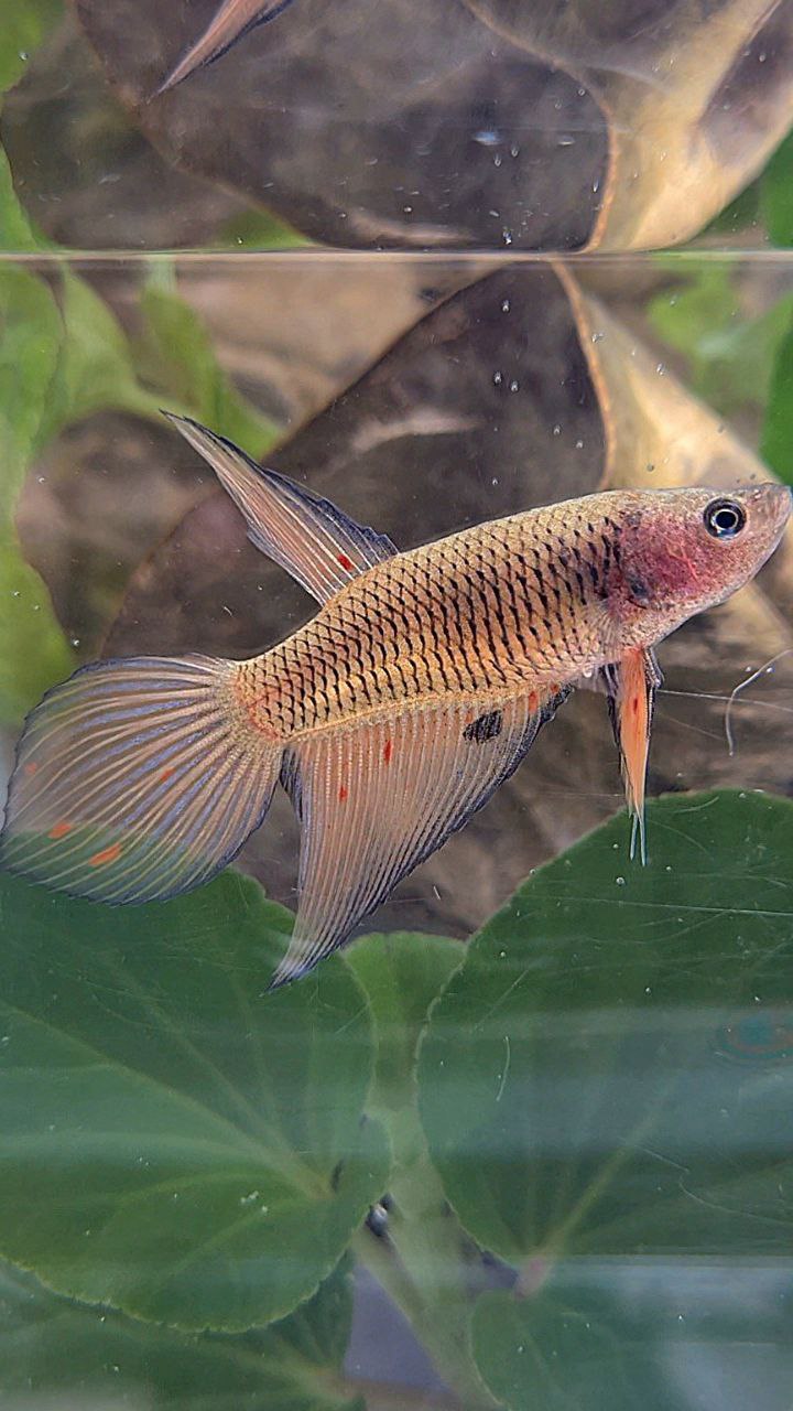 FEMALE VEILTAIL ARMAGEDDON DARK ORANGE PINEAPPLE BETTA FISH