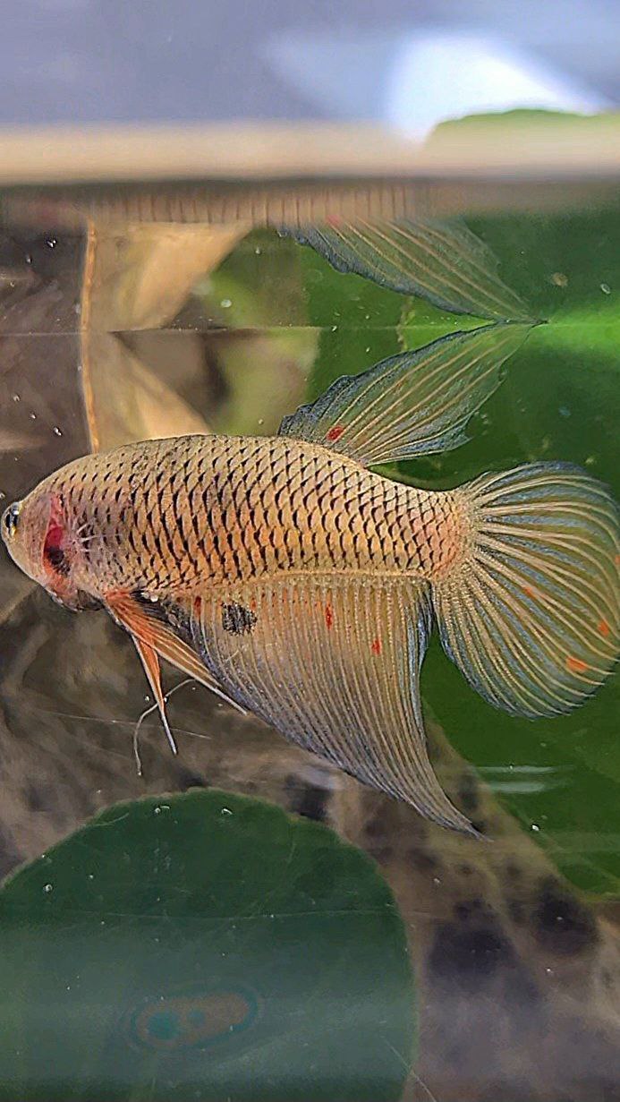 FEMALE VEILTAIL ARMAGEDDON DARK ORANGE PINEAPPLE BETTA FISH