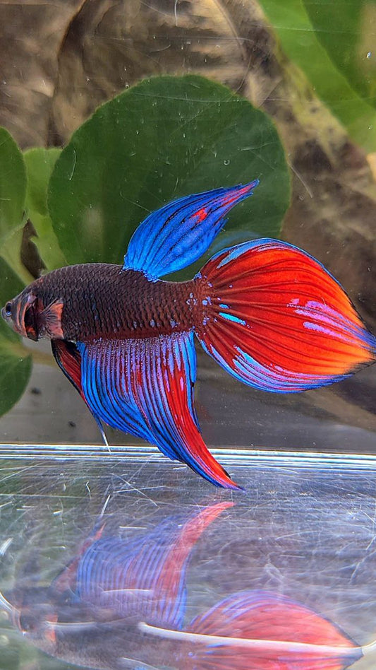 VEILTAIL BLACK SAPPHIRE AVATAR BLUE BETTA FISH