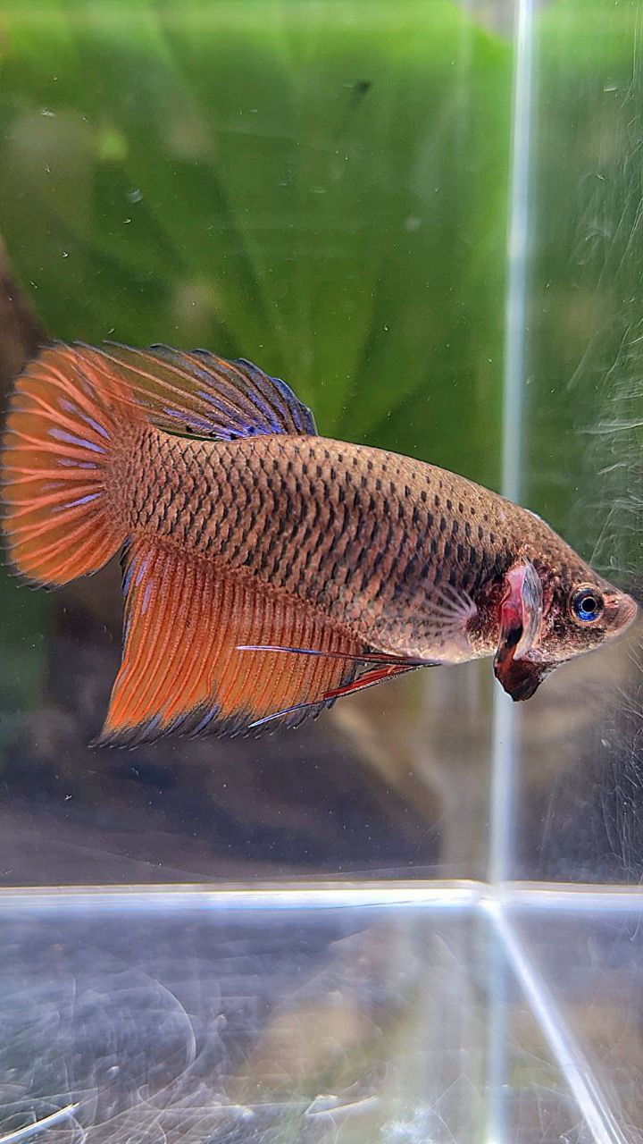 FEMALE VEILTAIL DARK ORANGE PINEAPPLE BETTA FISH