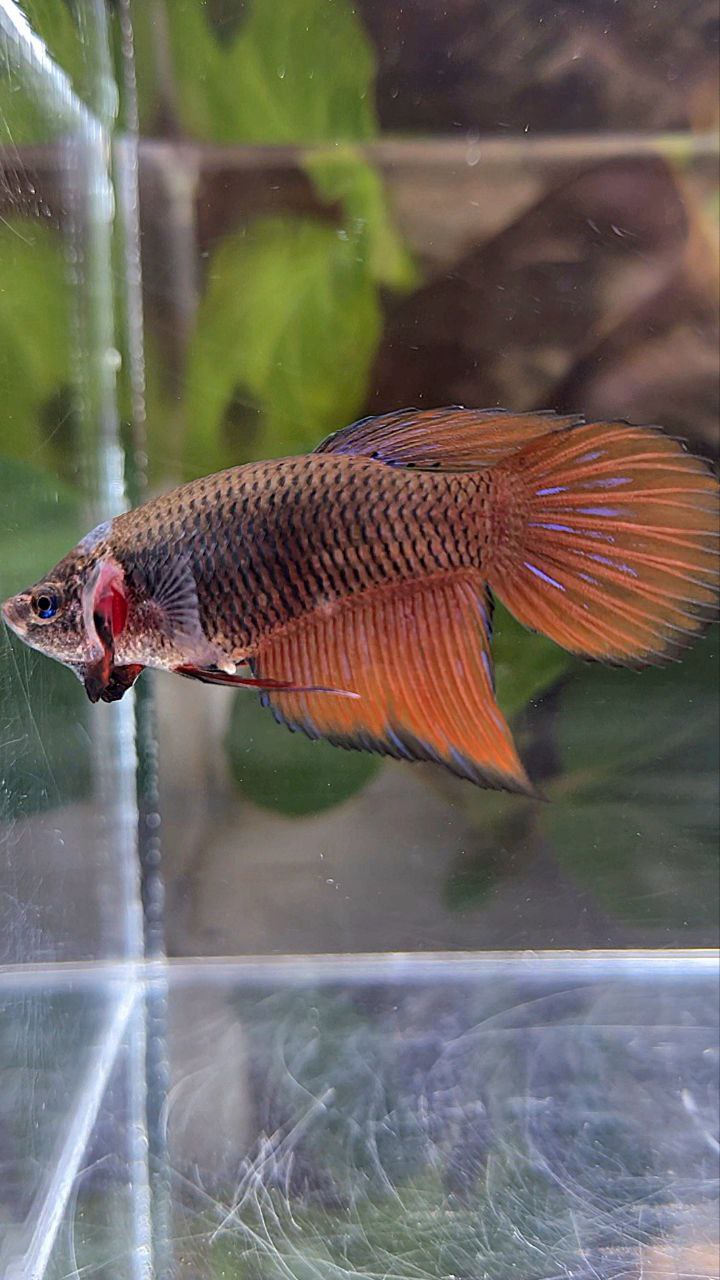 FEMALE VEILTAIL DARK ORANGE PINEAPPLE BETTA FISH