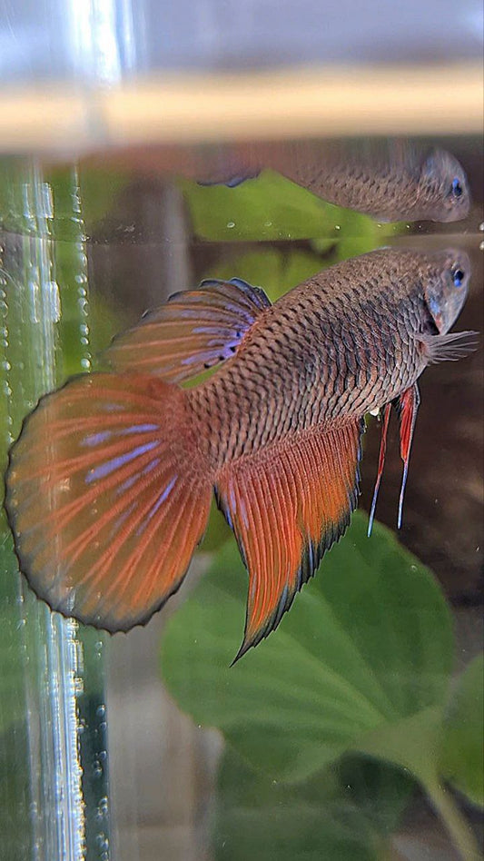 FEMALE VEILTAIL DARK ORANGE PINEAPPLE BETTA FISH