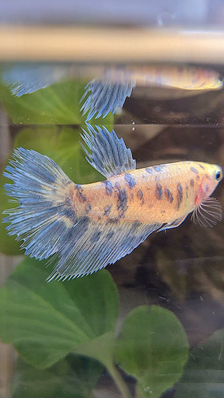 FEMALE HALFSUN WHITE BLUE SUPER DOTS MARBLE BETTA FISH