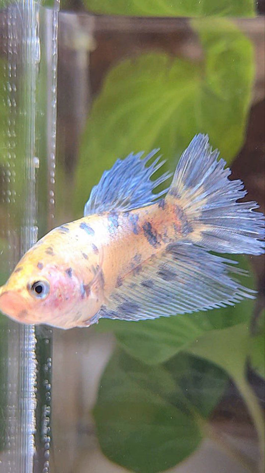 FEMALE HALFSUN WHITE BLUE SUPER DOTS MARBLE BETTA FISH