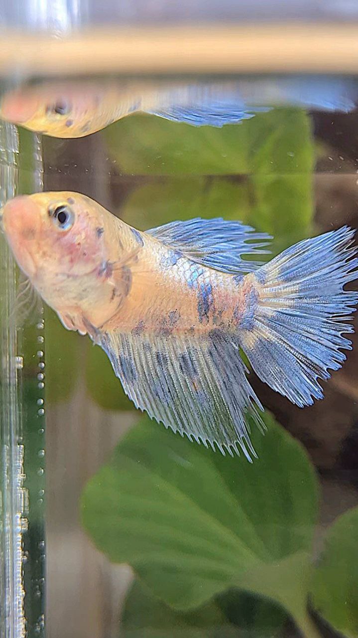 FEMALE HALFSUN WHITE BLUE SUPER DOTS MARBLE BETTA FISH