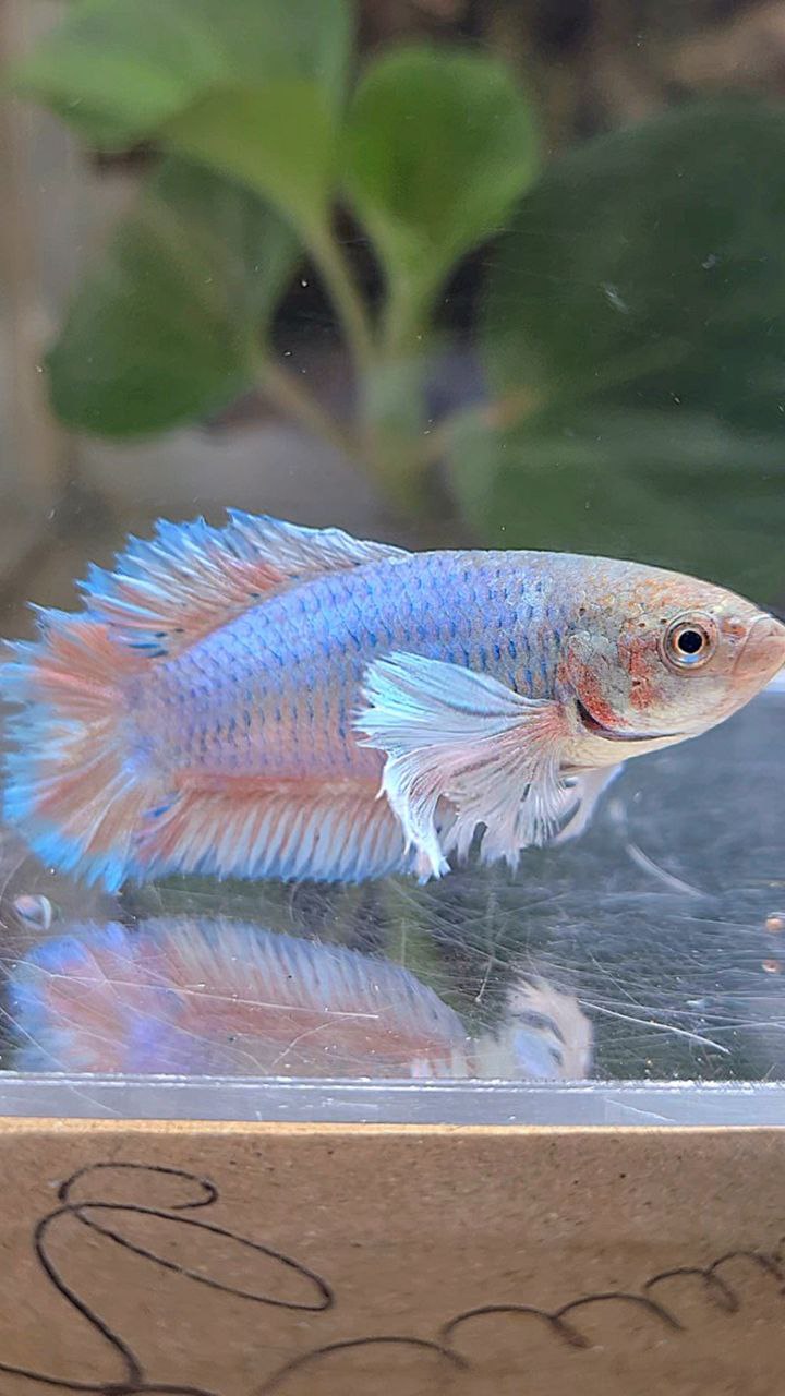 FEMALE PLAKAT DUMBO EAR DOUBLE TAIL BLUE BETTA FISH