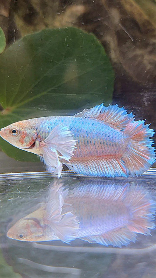 FEMALE PLAKAT DUMBO EAR DOUBLE TAIL BLUE BETTA FISH