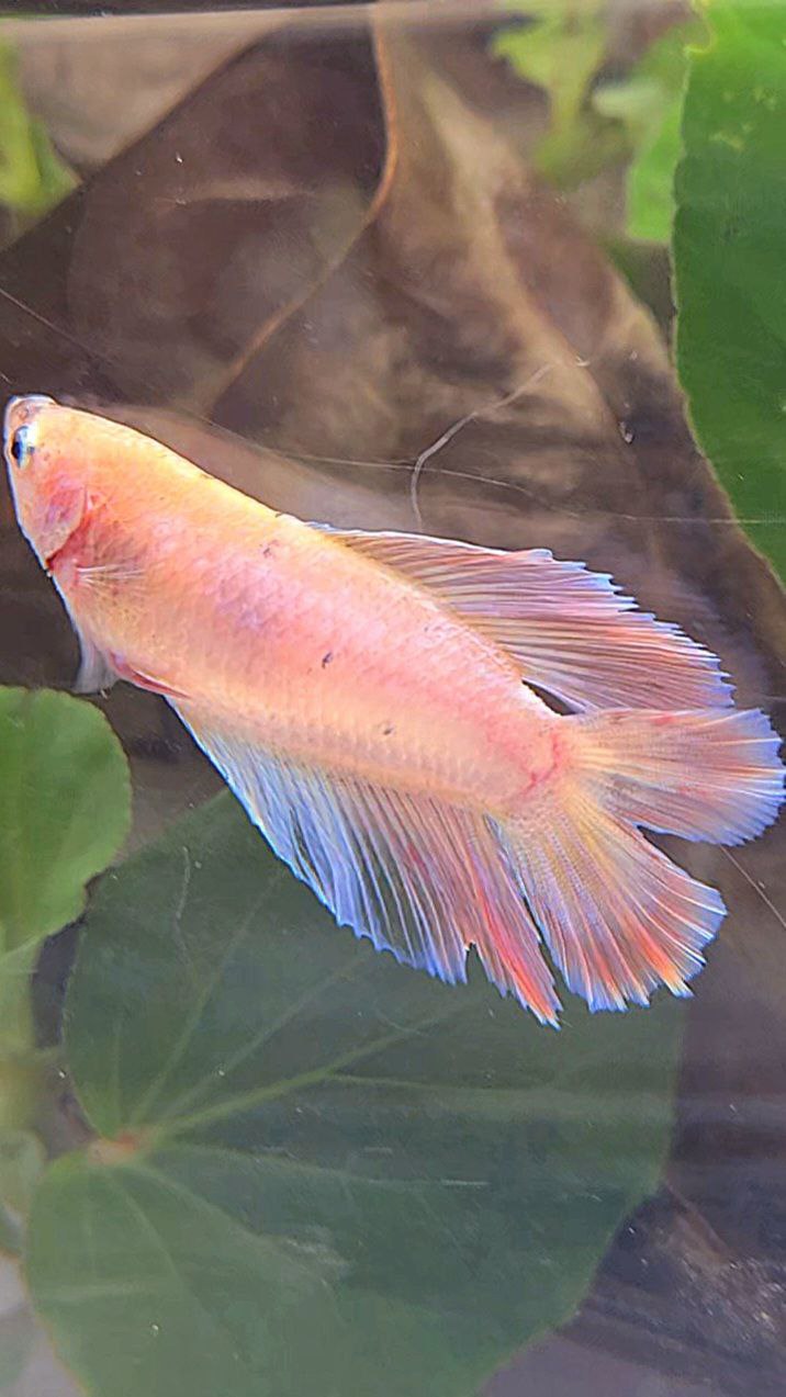 FEMALE HALFMOON DOUBLE TAIL PINK BETTA FISH