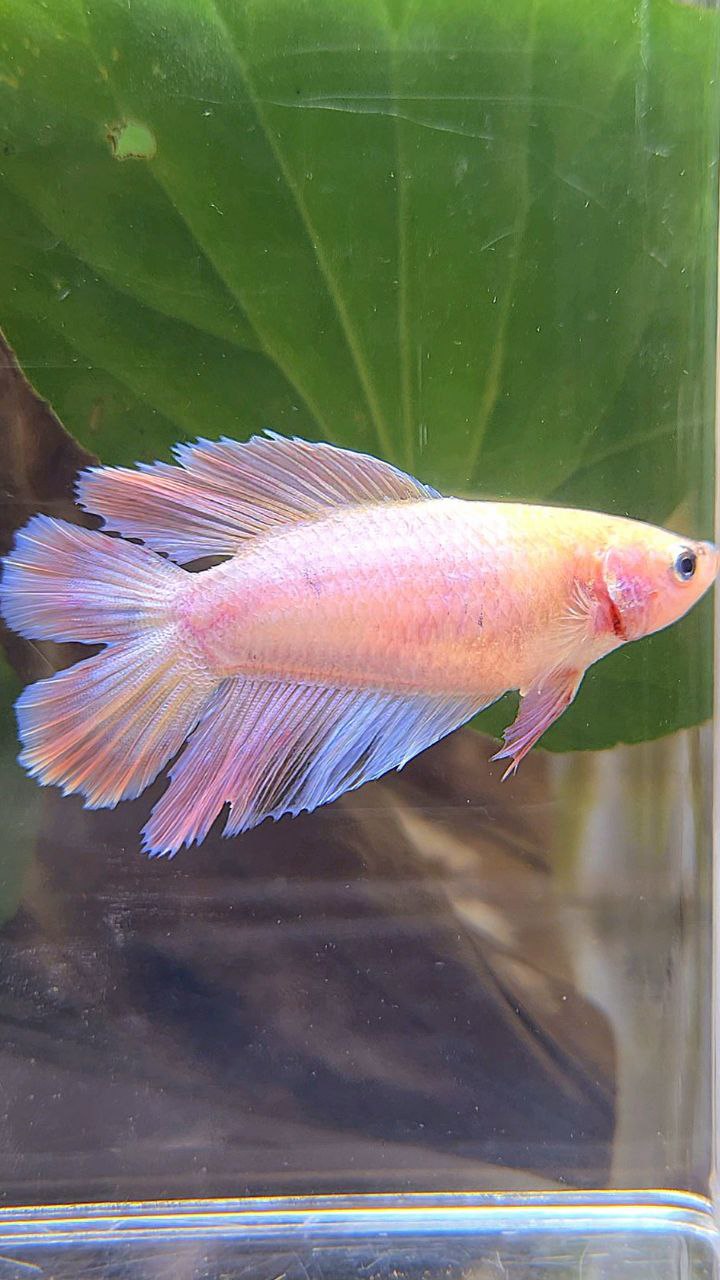 FEMALE HALFMOON DOUBLE TAIL PINK BETTA FISH