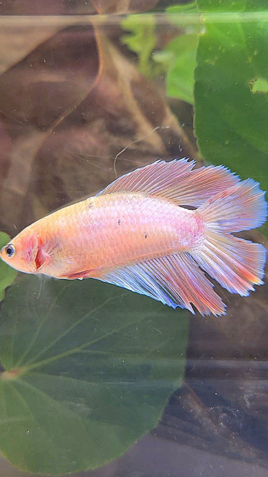FEMALE HALFMOON DOUBLE TAIL PINK BETTA FISH