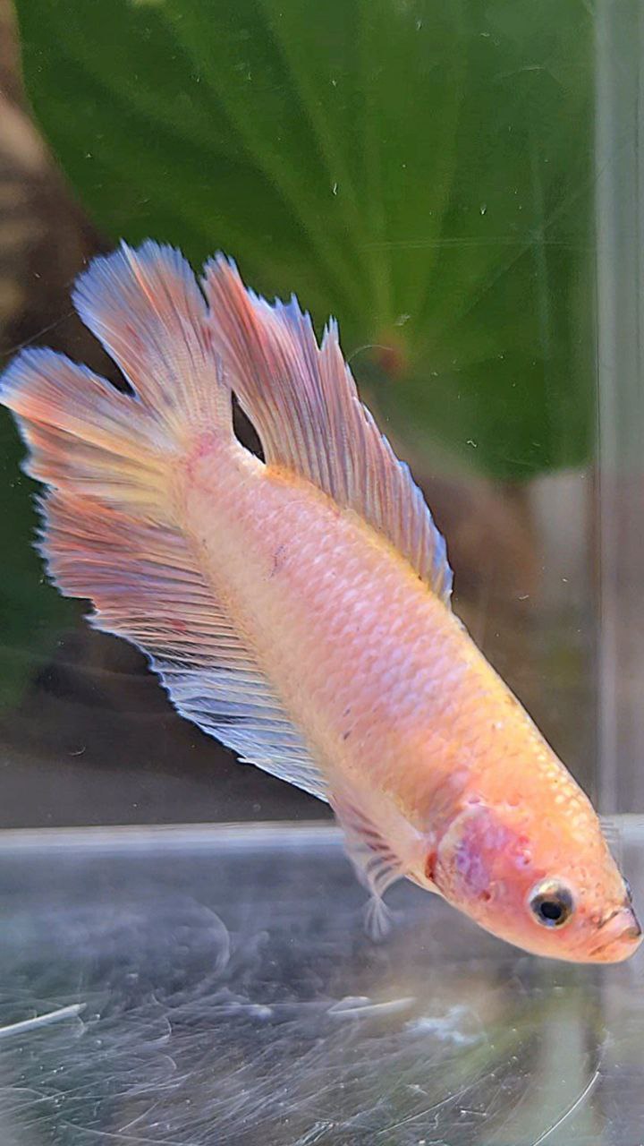 FEMALE HALFMOON DOUBLE TAIL PINK BETTA FISH