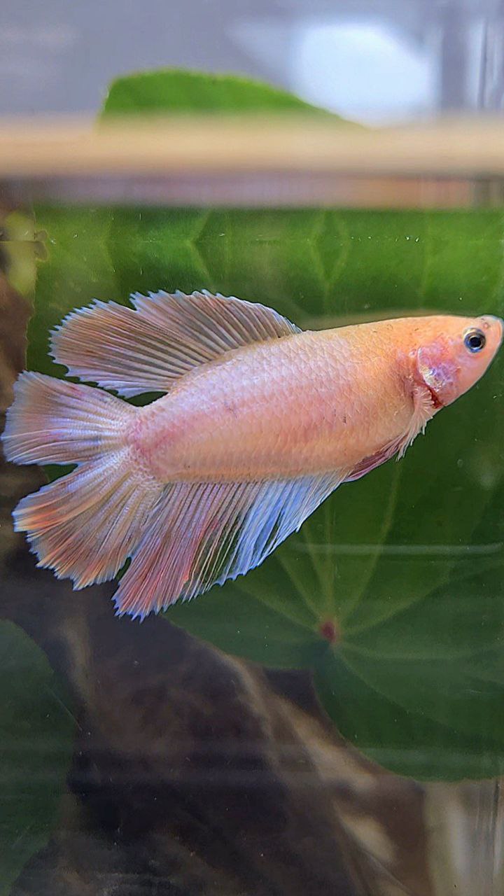 FEMALE HALFMOON DOUBLE TAIL PINK BETTA FISH