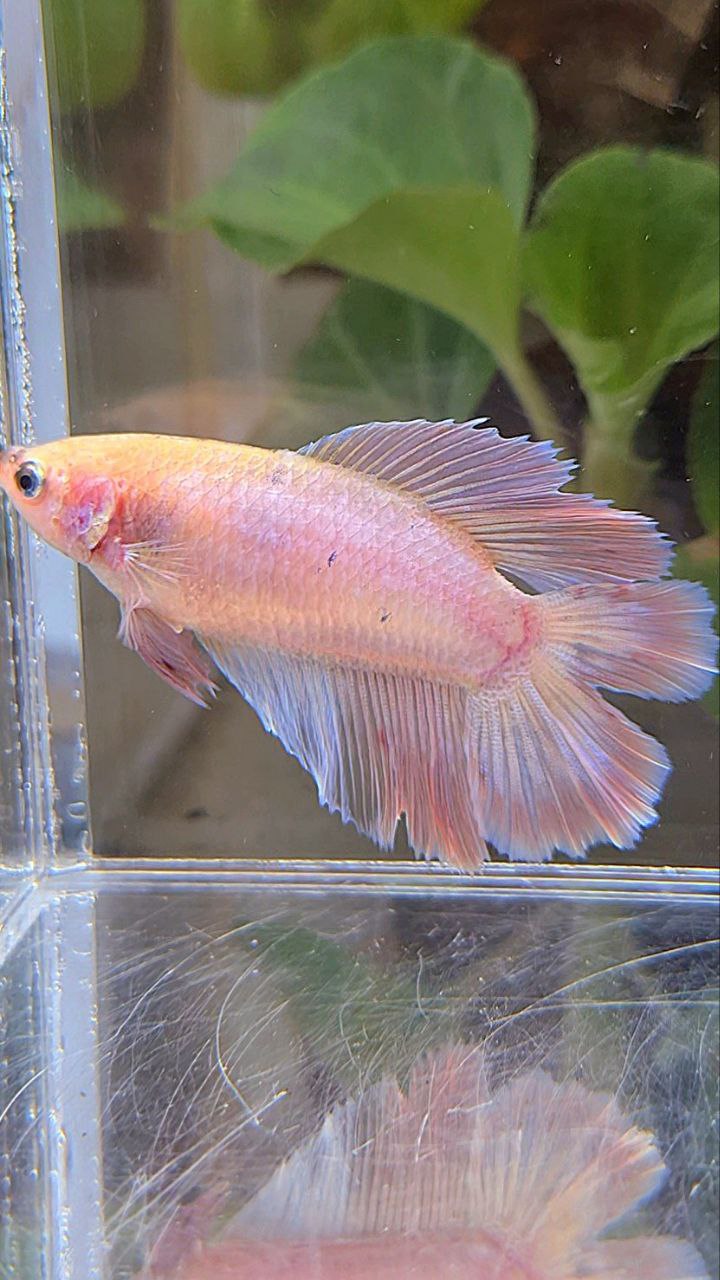 FEMALE HALFMOON DOUBLE TAIL PINK BETTA FISH
