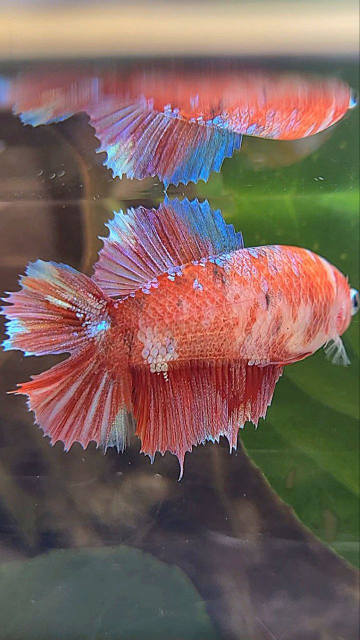 FEMALE HALFMOON DOUBLE TAIL BARONGSAI RED GALAXY MULTICOLOR BETTA FISH