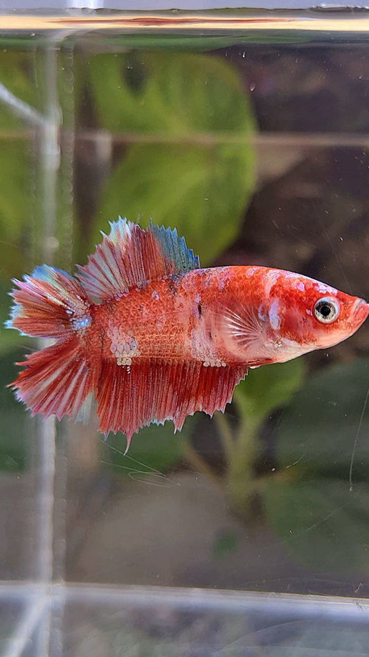 FEMALE HALFMOON DOUBLE TAIL BARONGSAI RED GALAXY MULTICOLOR BETTA FISH