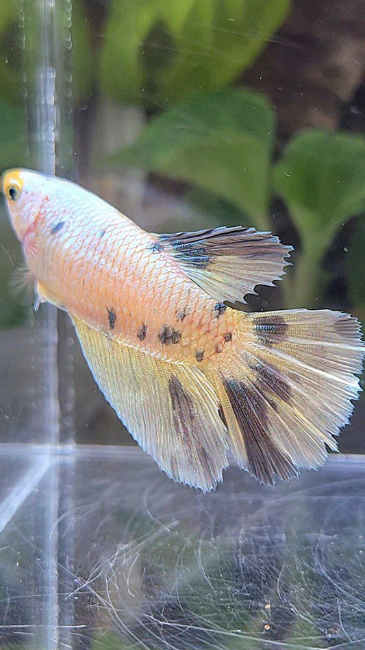 FEMALE HALFMOON WHITE COPPER FANCY YELLOW BETTA FISH