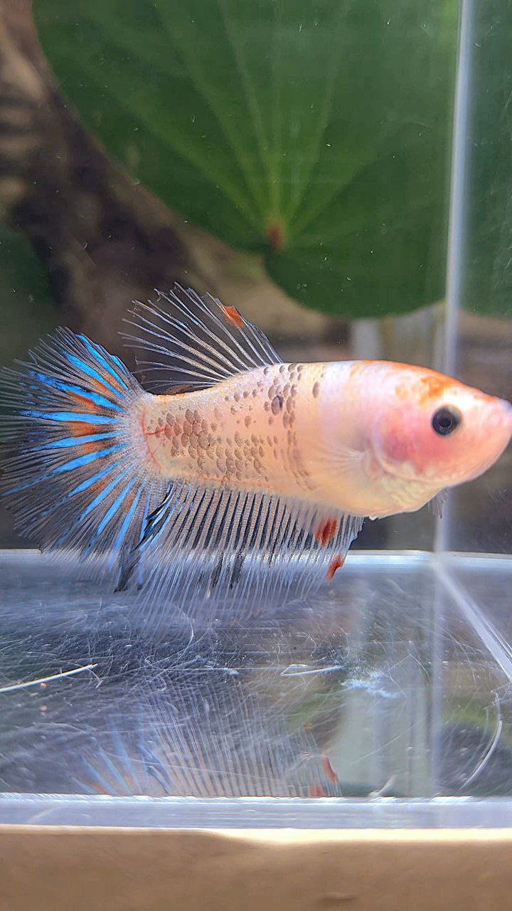 FEMALE HALFMOON KOI BETTA FISH