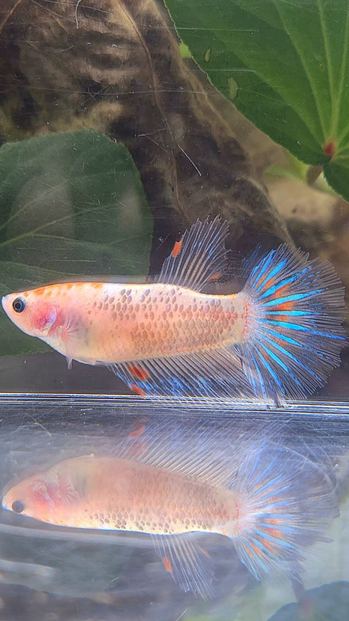 FEMALE HALFMOON KOI BETTA FISH