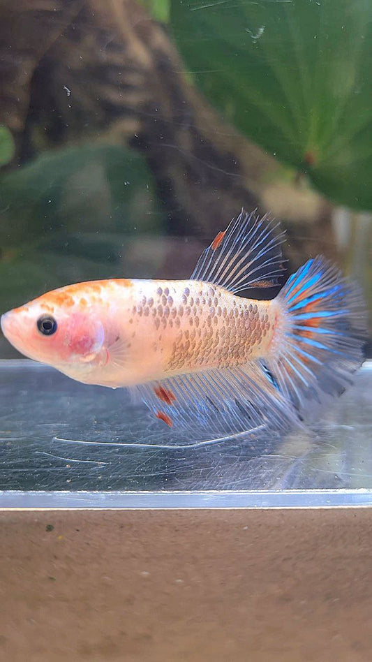 FEMALE HALFMOON KOI BETTA FISH