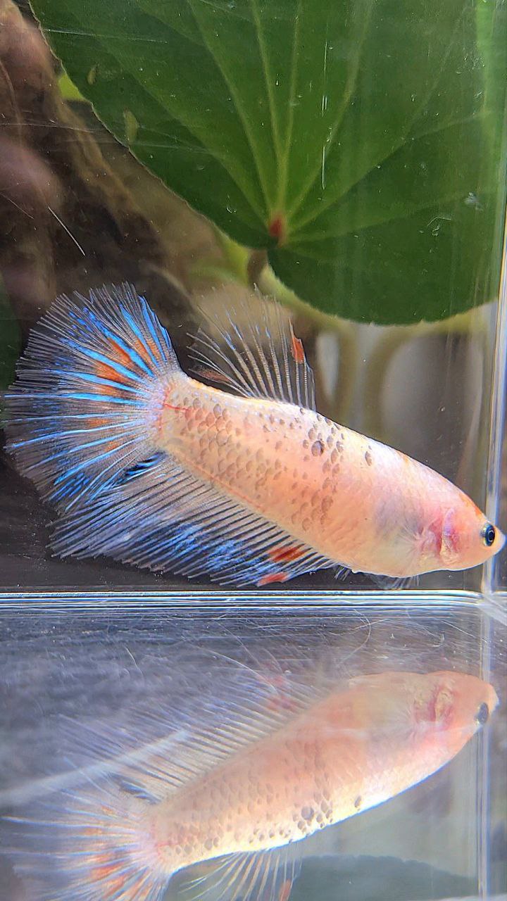 FEMALE HALFMOON KOI BETTA FISH