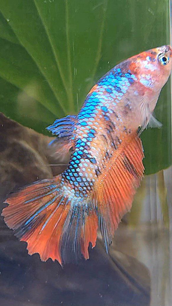 FEMALE HALFMOON ORANGE FANCY MULTICOLOR BETTA FISH