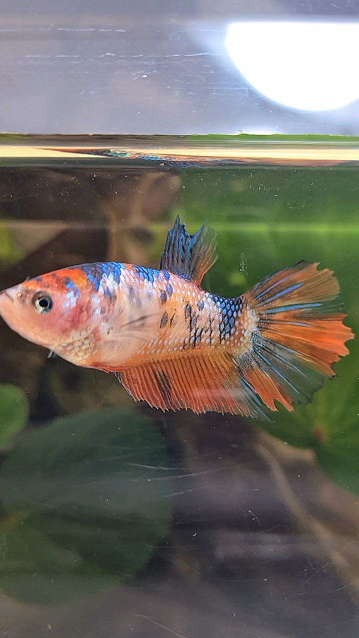 FEMALE HALFMOON ORANGE FANCY MULTICOLOR BETTA FISH