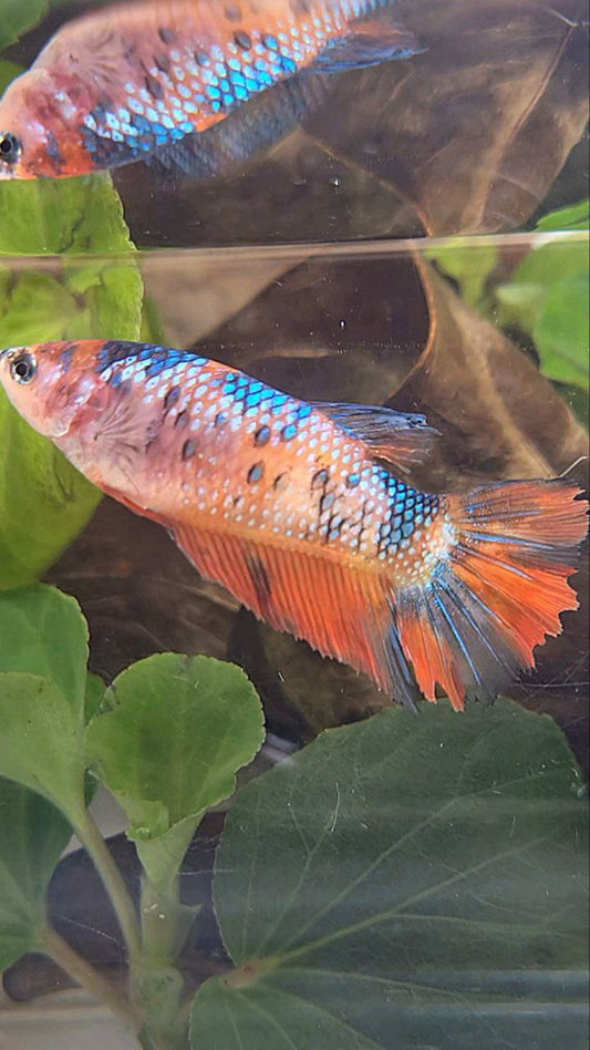 FEMALE HALFMOON ORANGE FANCY MULTICOLOR BETTA FISH