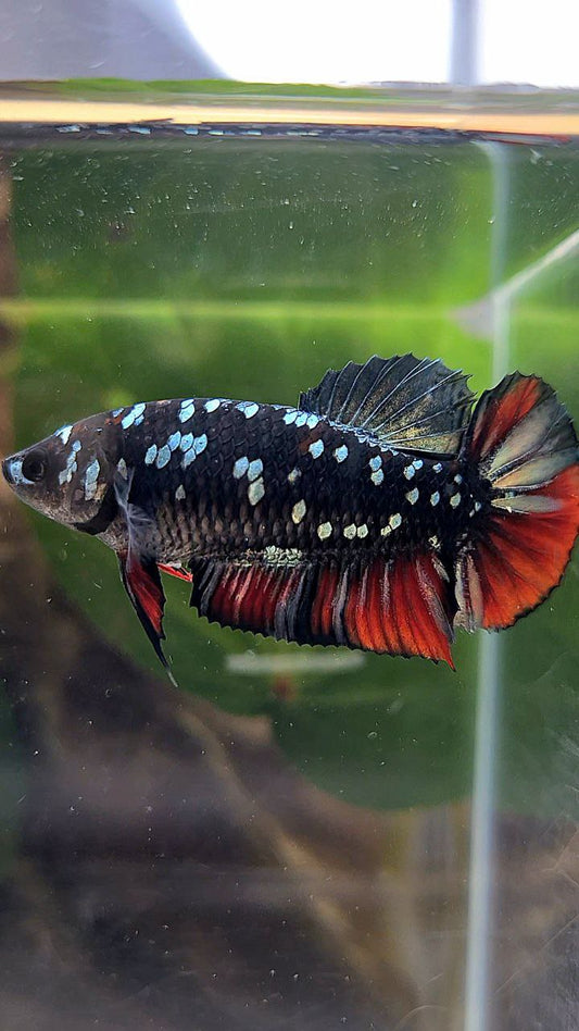 FEMALE PLAKAT BLACK GALAXY AVATAR COPPER VAMPIRE BETTA FISH