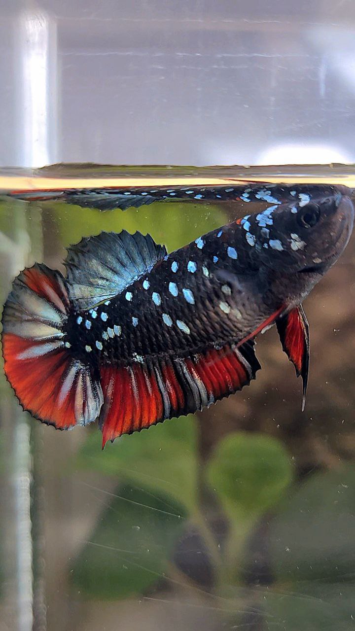 FEMALE PLAKAT BLACK GALAXY AVATAR COPPER VAMPIRE BETTA FISH
