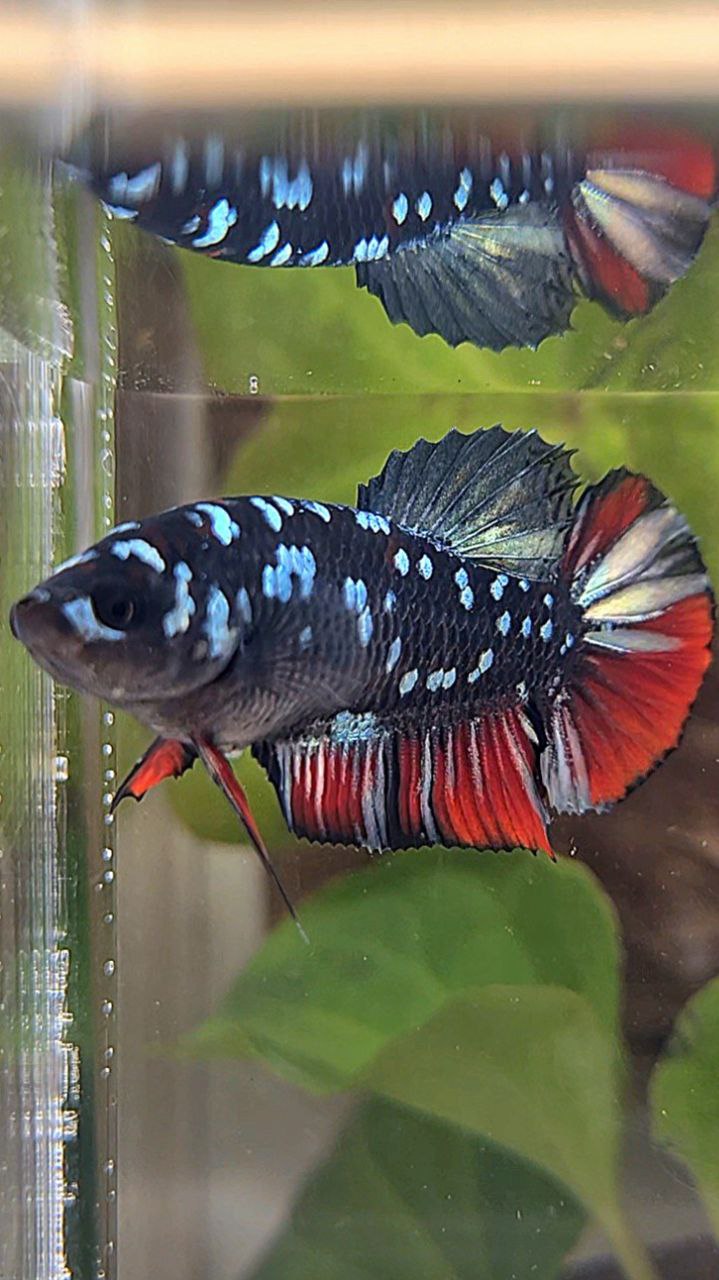 FEMALE PLAKAT BLACK GALAXY AVATAR COPPER VAMPIRE BETTA FISH