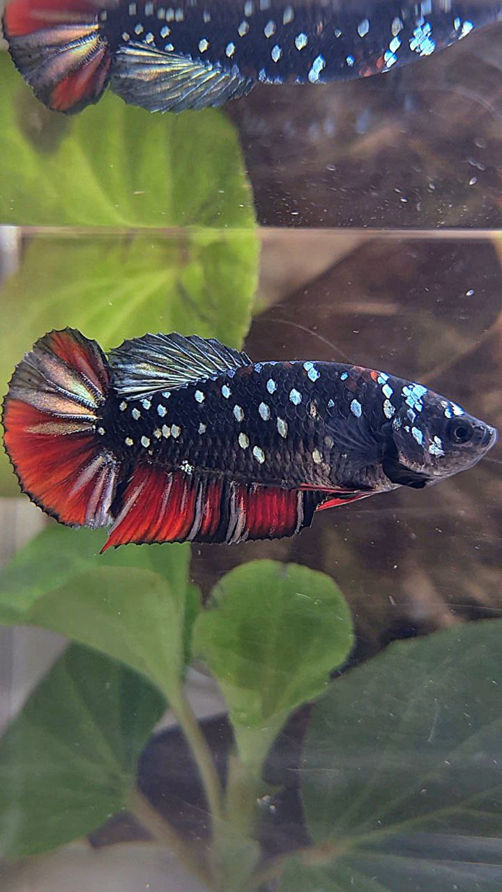 FEMALE PLAKAT BLACK GALAXY AVATAR COPPER VAMPIRE BETTA FISH