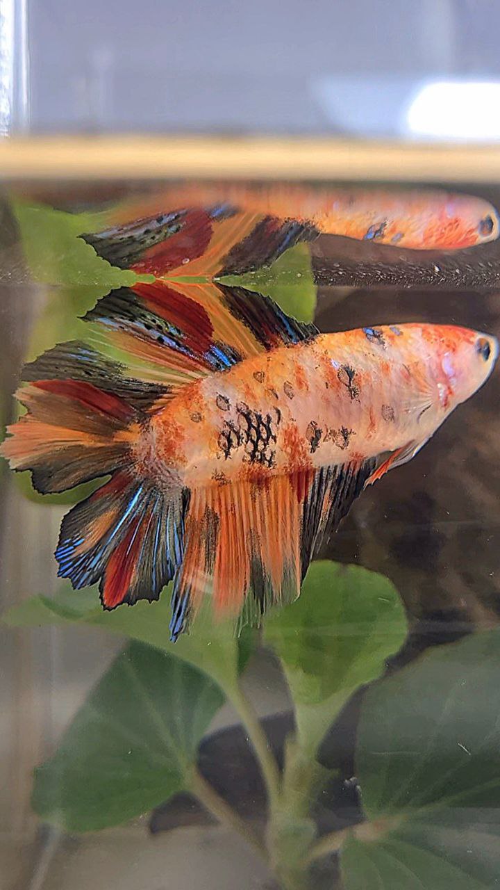 FEMALE HALFMOON DOUBLE TAIL KOI NEMO MULTICOLOR BETTA FISH