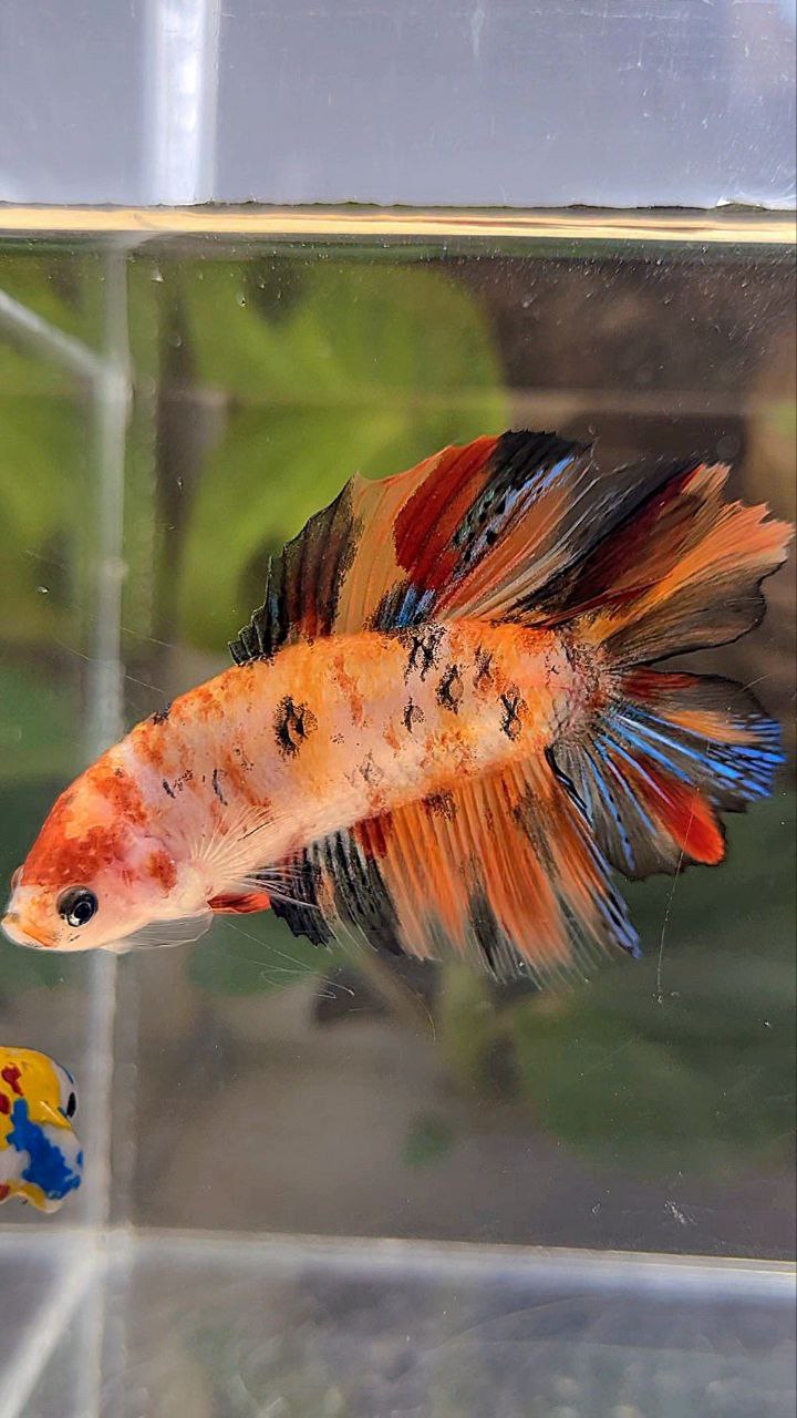 FEMALE HALFMOON DOUBLE TAIL KOI NEMO MULTICOLOR BETTA FISH