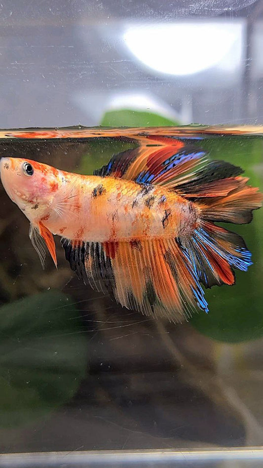 FEMALE HALFMOON DOUBLE TAIL KOI NEMO MULTICOLOR BETTA FISH