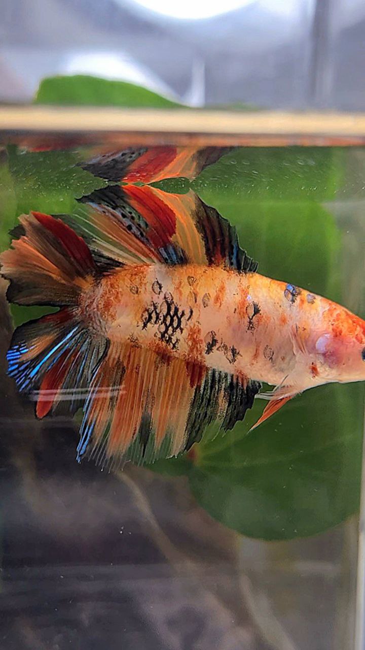 FEMALE HALFMOON DOUBLE TAIL KOI NEMO MULTICOLOR BETTA FISH