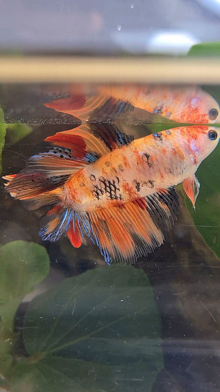 FEMALE HALFMOON DOUBLE TAIL KOI NEMO MULTICOLOR BETTA FISH