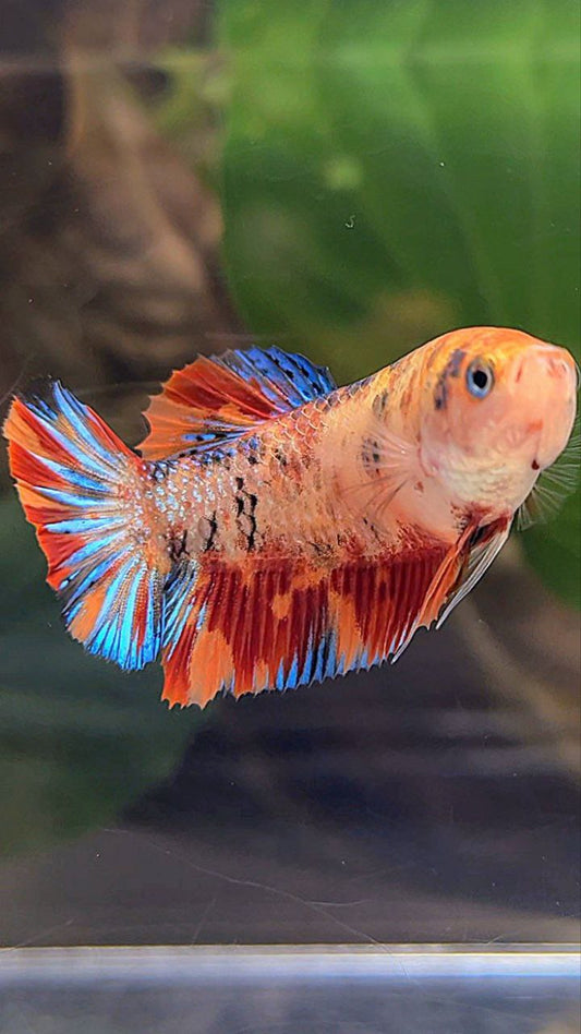 PLAKAT METTALIC ORANGE FIRE MULTICOLOR BETTA FISH