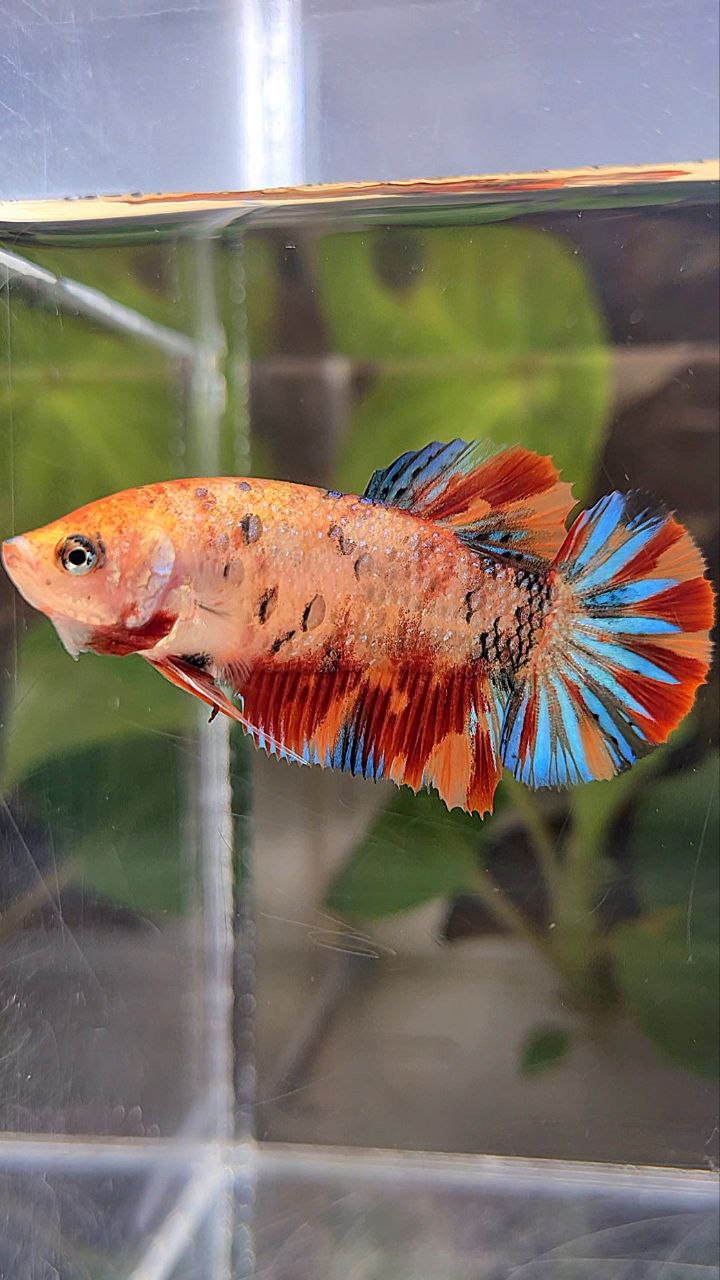 PLAKAT METTALIC ORANGE FIRE MULTICOLOR BETTA FISH