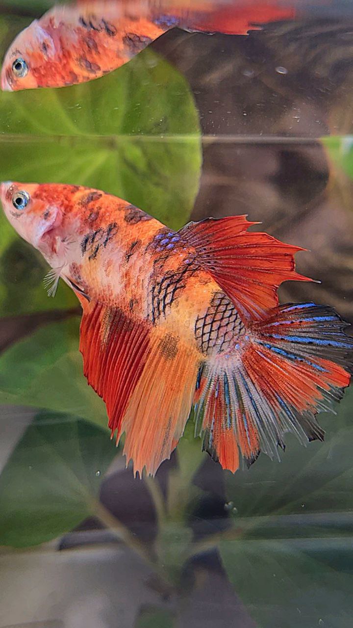 FEMALE HALFMOON KOI NEMO MULTICOLOR BETTA FISH