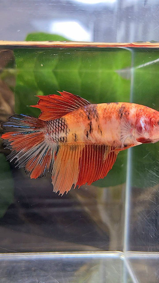 FEMALE HALFMOON KOI NEMO MULTICOLOR BETTA FISH