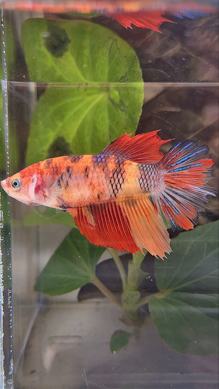 FEMALE HALFMOON KOI NEMO MULTICOLOR BETTA FISH