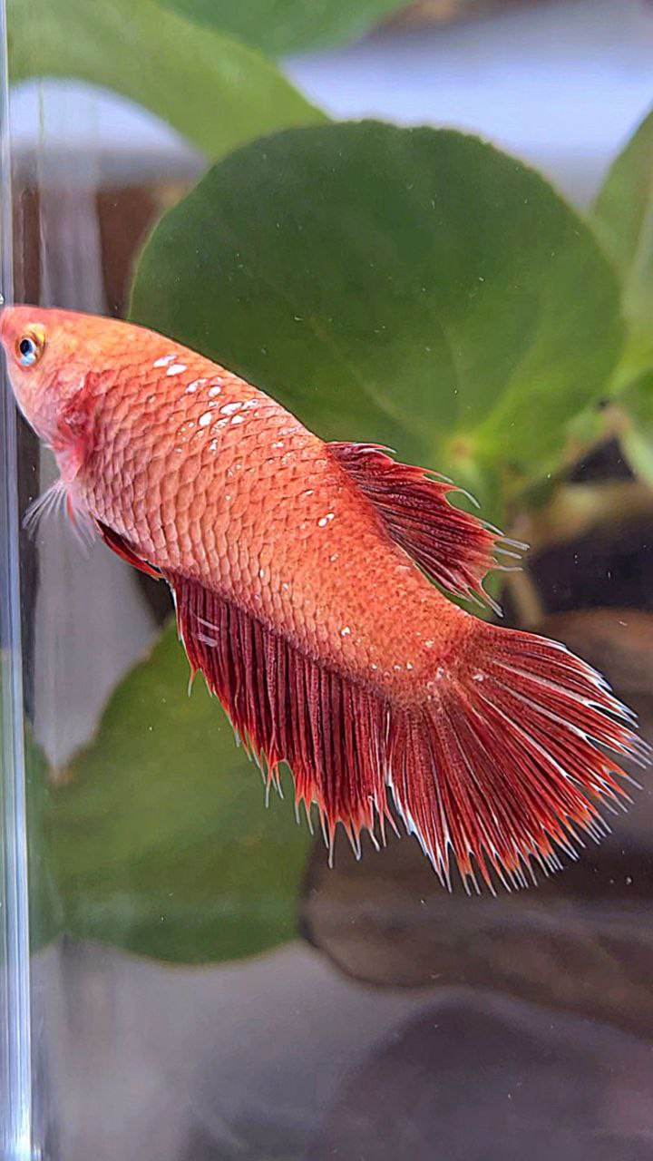 FEMALE HALFSUN RED GOLD GALAXY BETTA FISH
