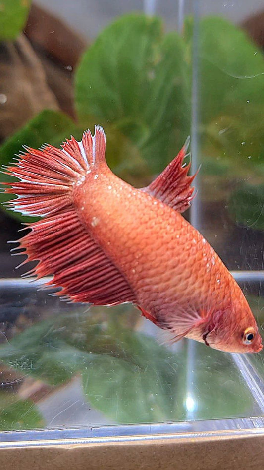 FEMALE HALFSUN RED GOLD GALAXY BETTA FISH