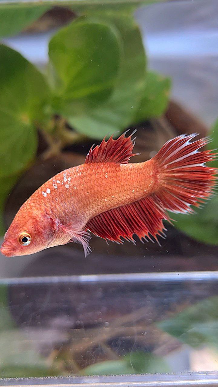 FEMALE HALFSUN RED GOLD GALAXY BETTA FISH