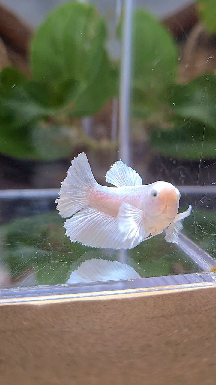 FEMALE HALFMOON BIG EAR WHITE PLATINUM BETTA FISH