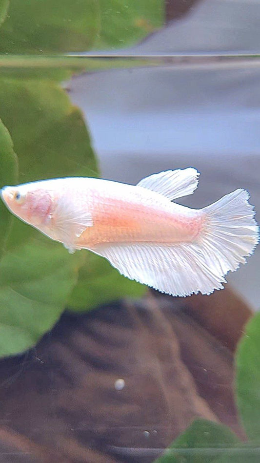 FEMALE HALFMOON BIG EAR WHITE PLATINUM BETTA FISH