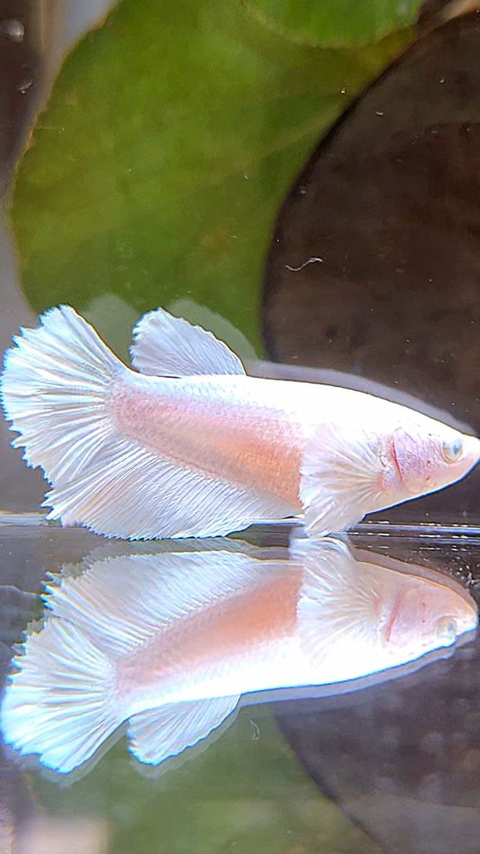 FEMALE HALFMOON BIG EAR WHITE PLATINUM BETTA FISH
